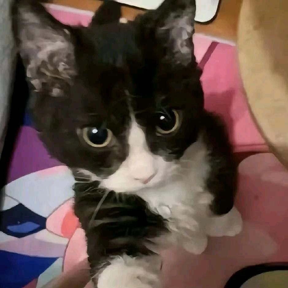 小牙膏