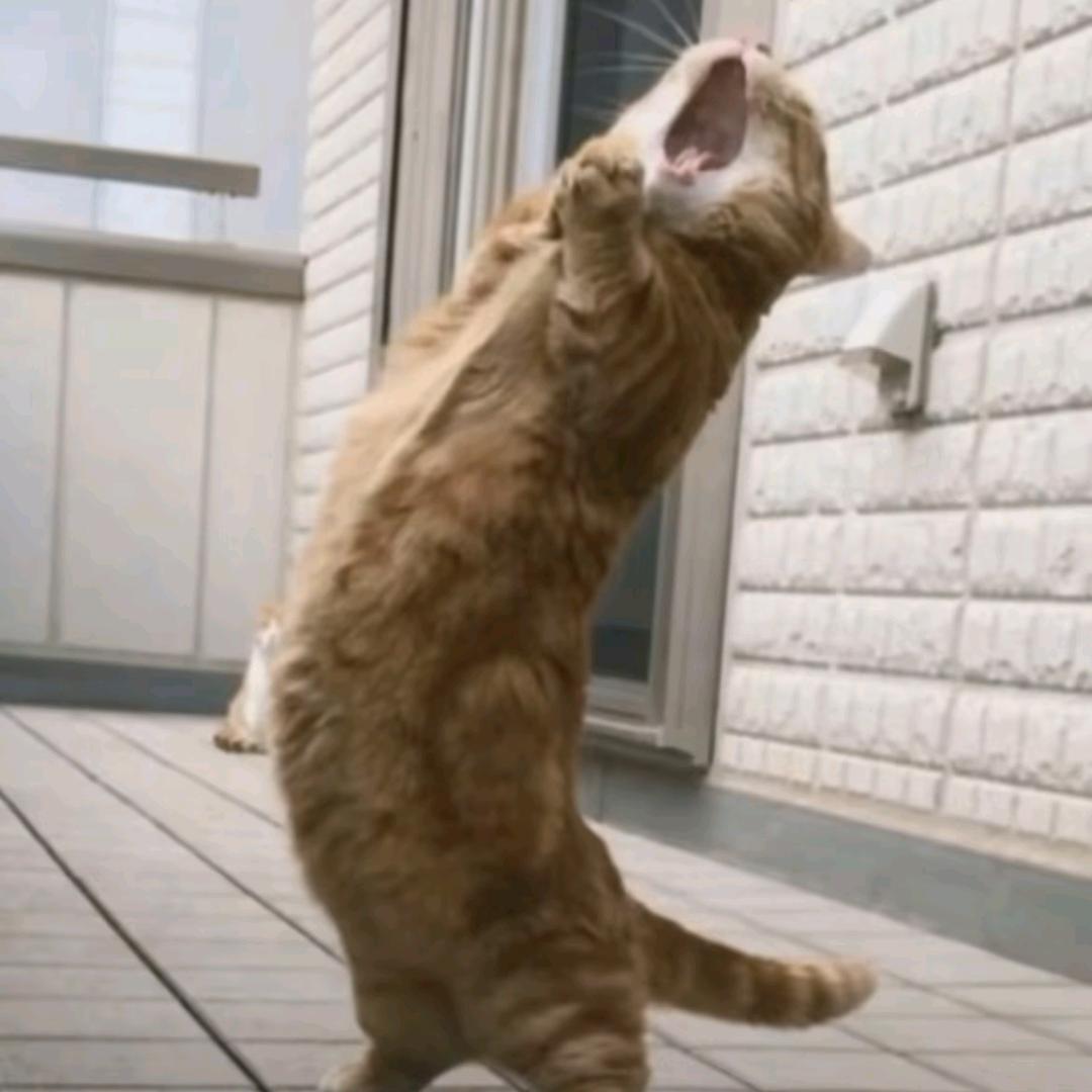 小宸