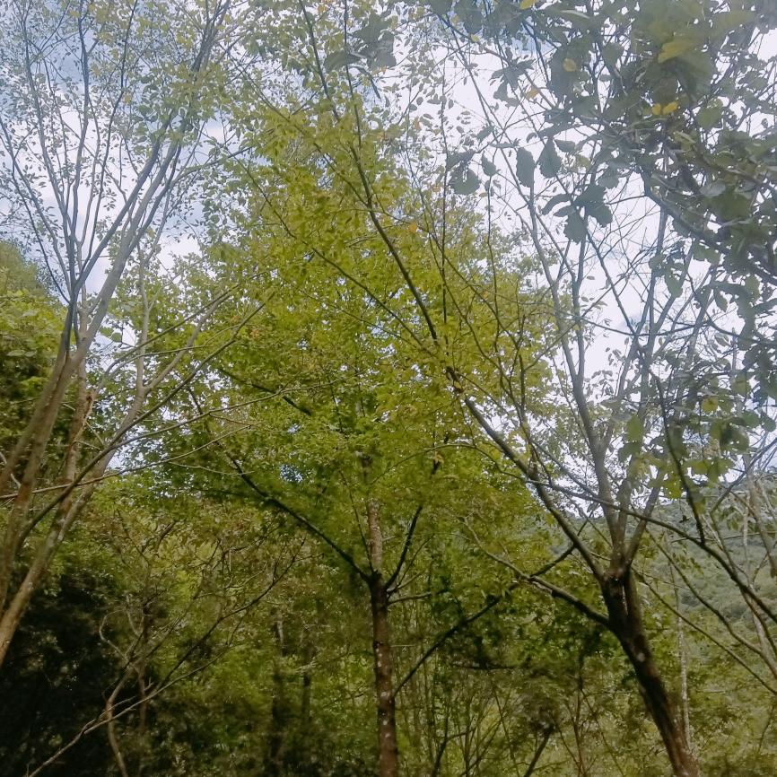 打工仔
