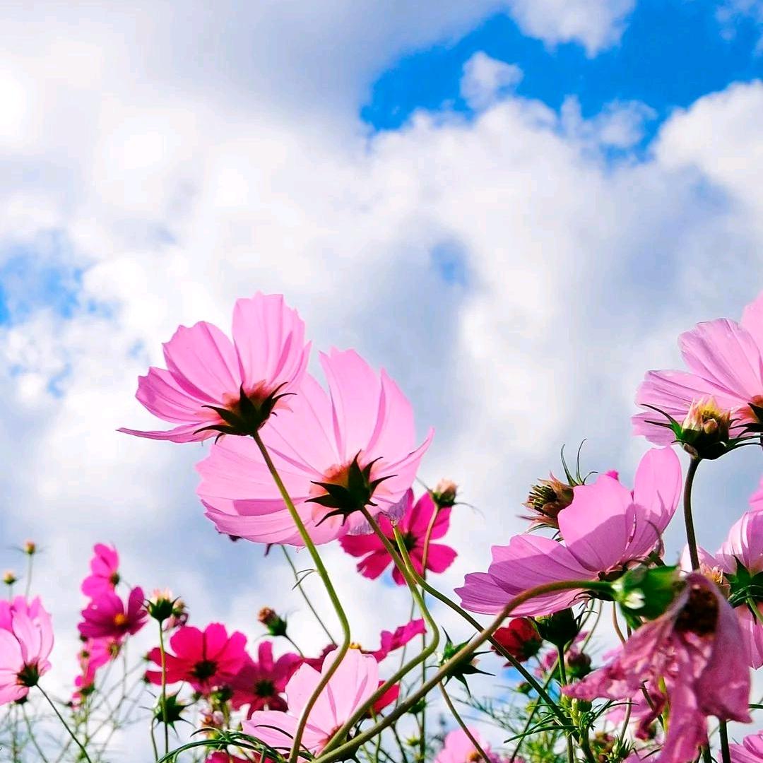 芷若初见回归本心