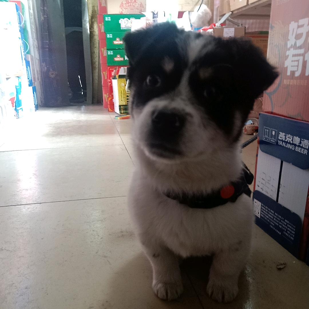 超乖的小旺仔