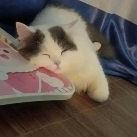 ໑ຼₒ₂₃ღ᭄公主请开心上班꧔ꦿ᭄💞