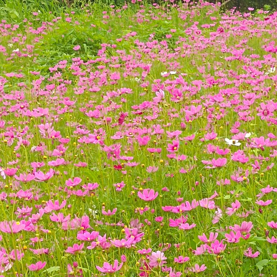@小馨吖