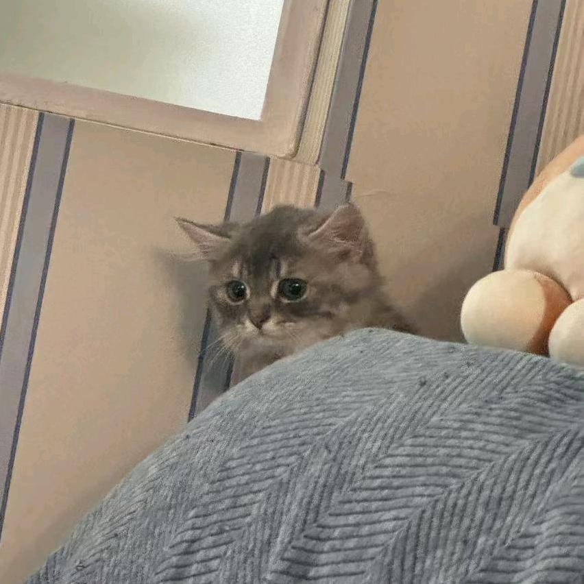 扣扣爹