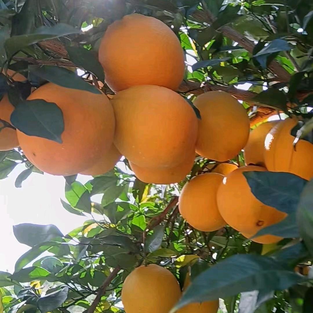 自家脐橙。🈶需要密我