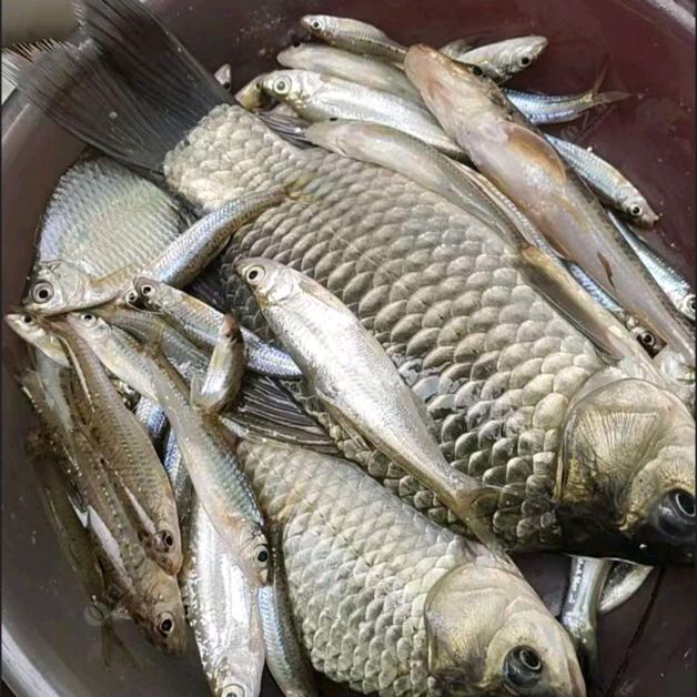 （钓鱼人—文哥）