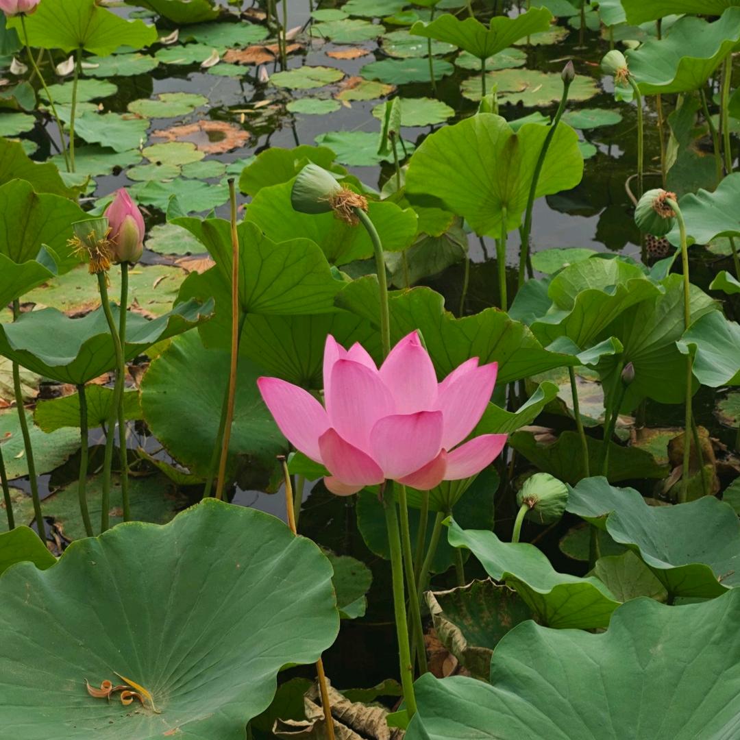 一只趴菜