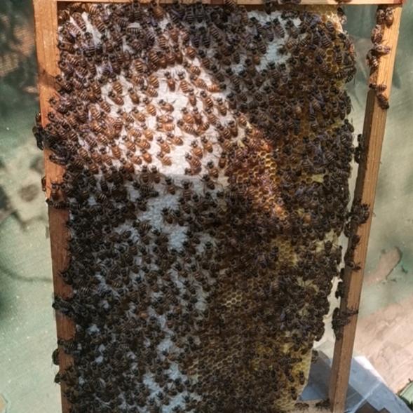 ༄༄华山李氏（信宜土蜜蜂）༄༄