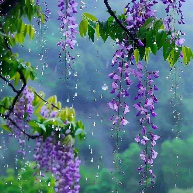 紫藤花下的浪漫