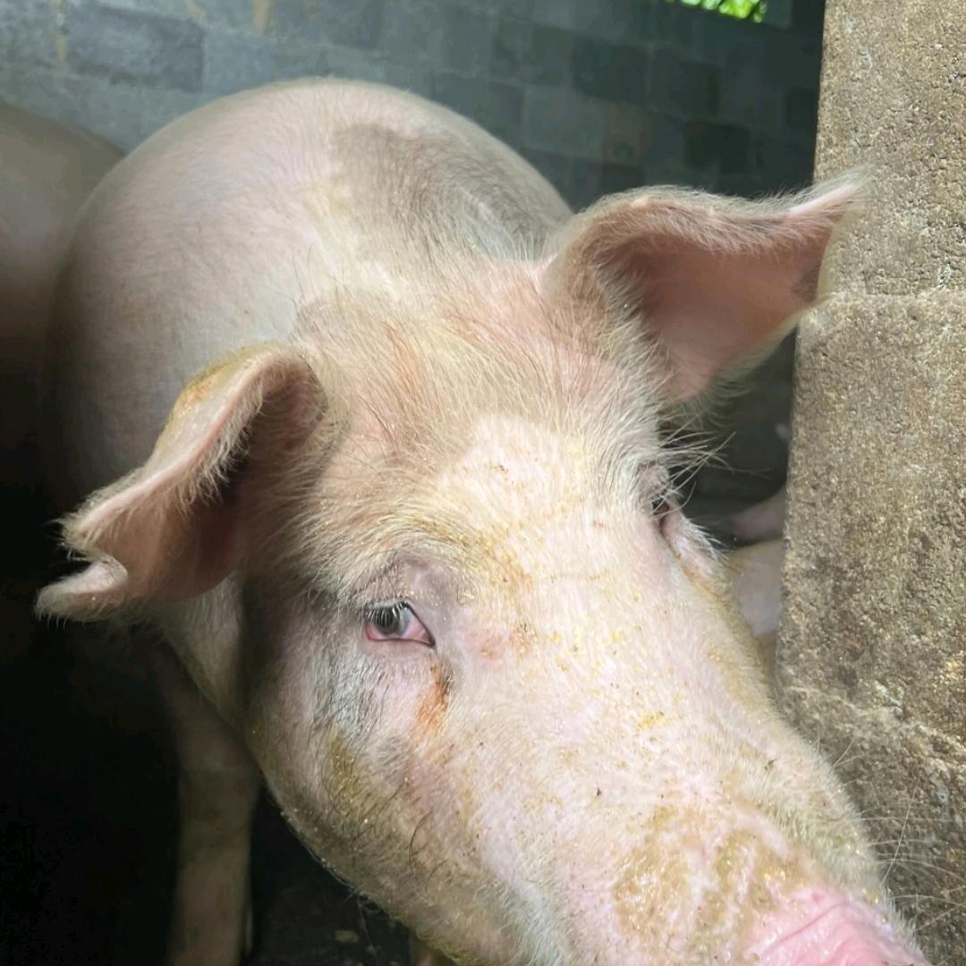 农家养殖场生鲜严选店