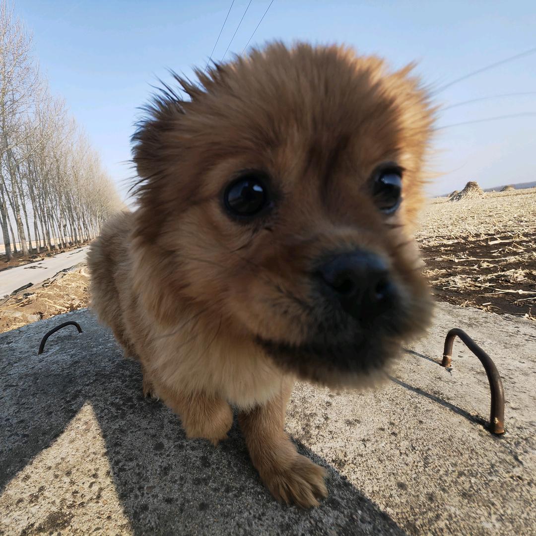呦羊