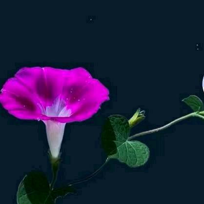百花齐放