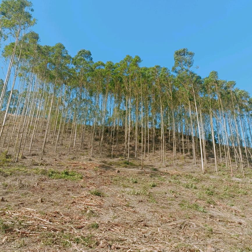 东方村