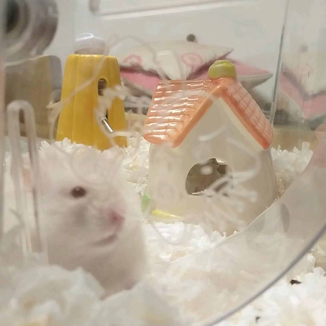 🐰