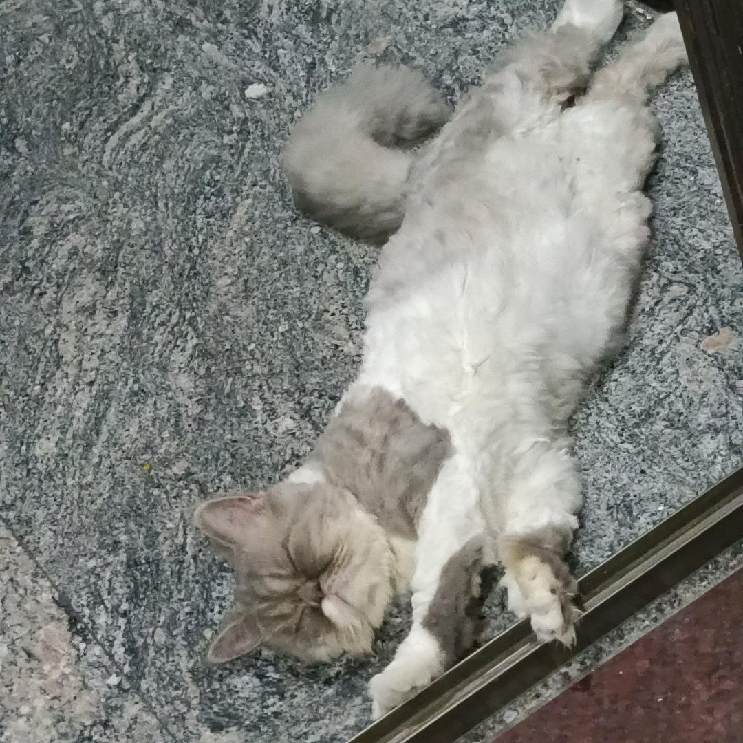 柠檬水去冰五分糖