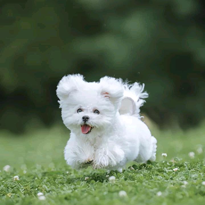 橙子添