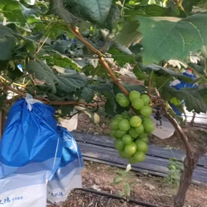 自己爱自己来心疼自己没有人来爱你的