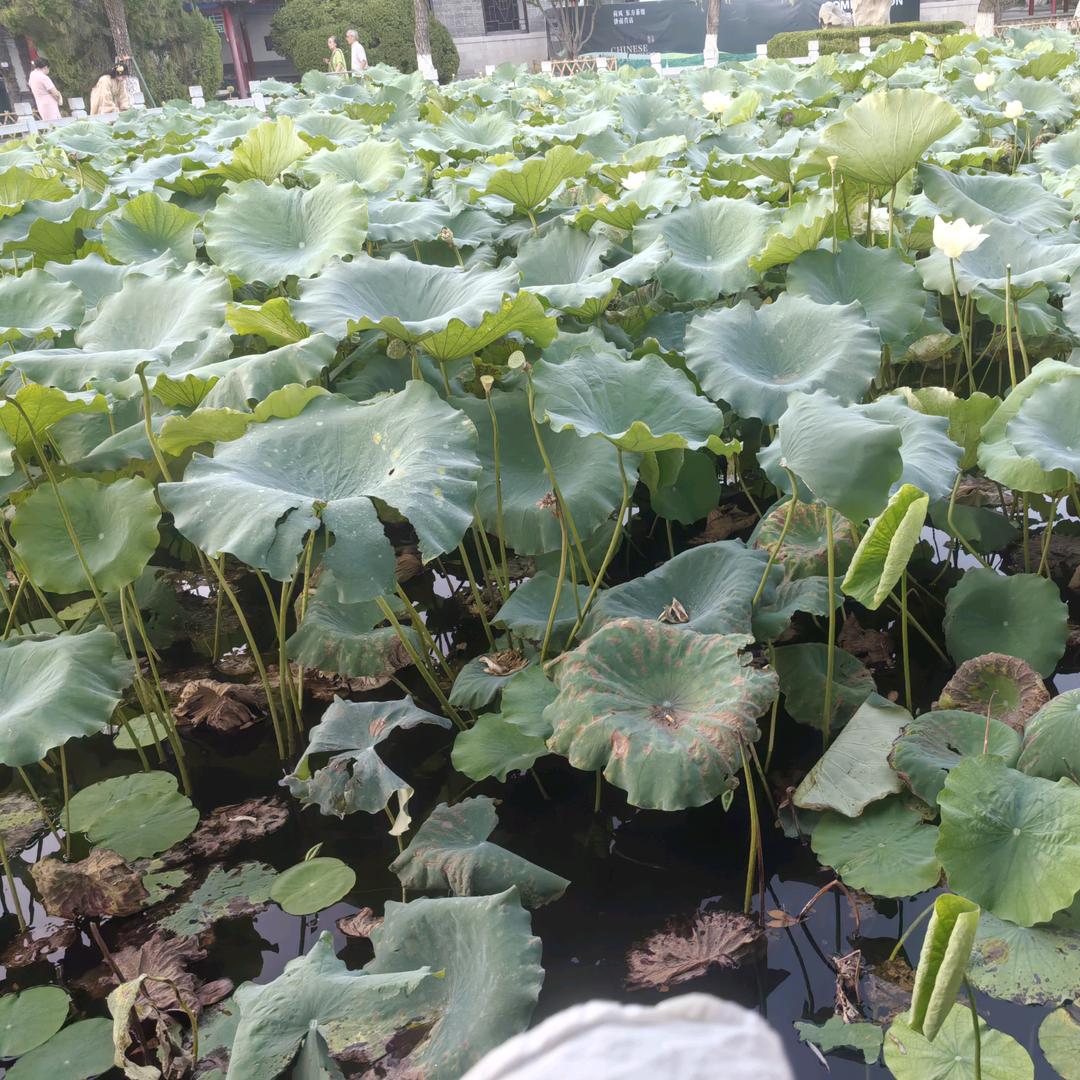 马路守望者