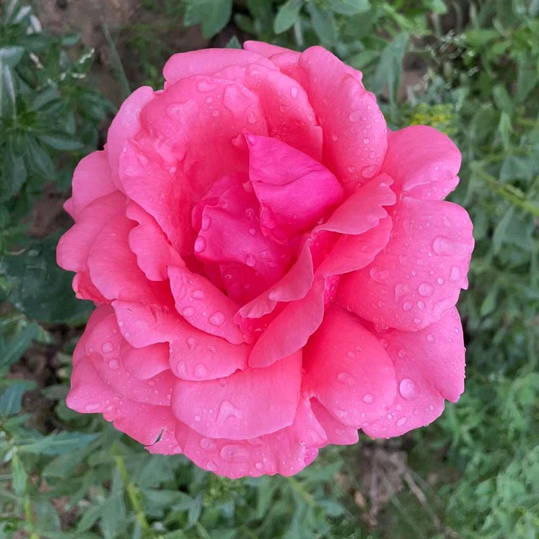 🌷🌷卓玛🌷🌷