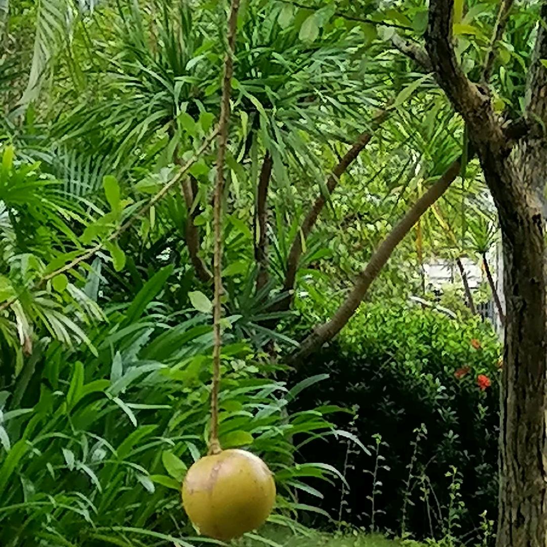悠然自得