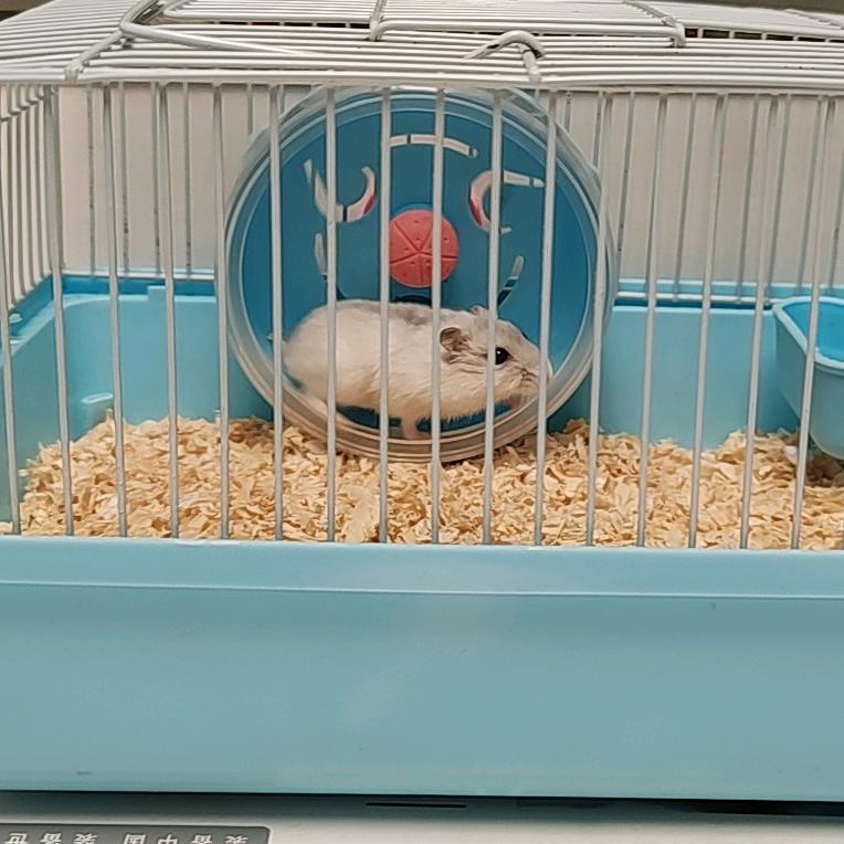 爱运动的小仓鼠