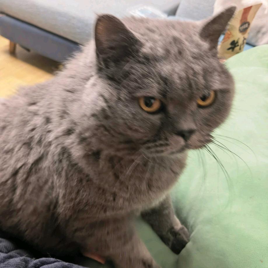 猪屁登←_←
