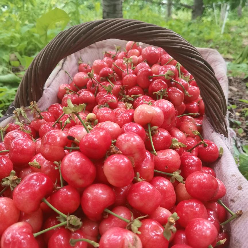 沂蒙樱桃
