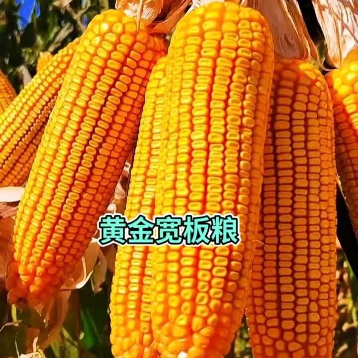 高产玉米