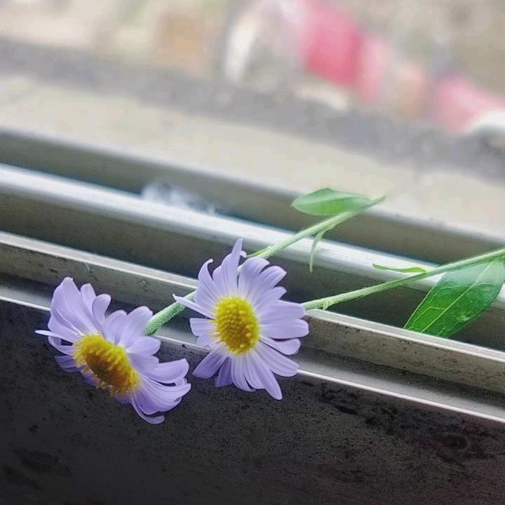 日落我还在