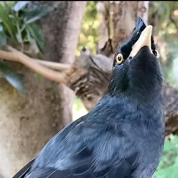 马哥溜八哥（小号）