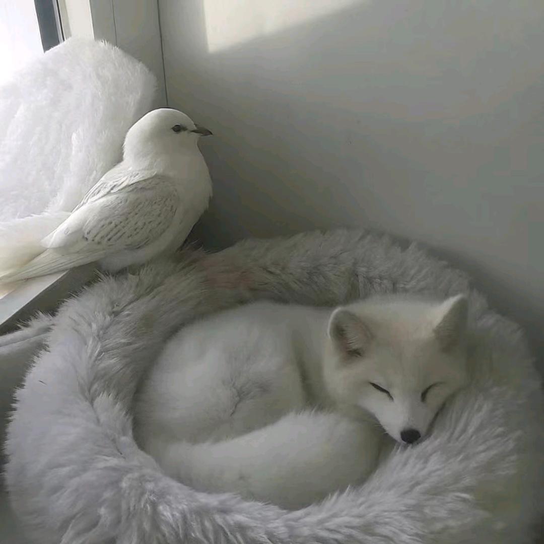 咸烧白