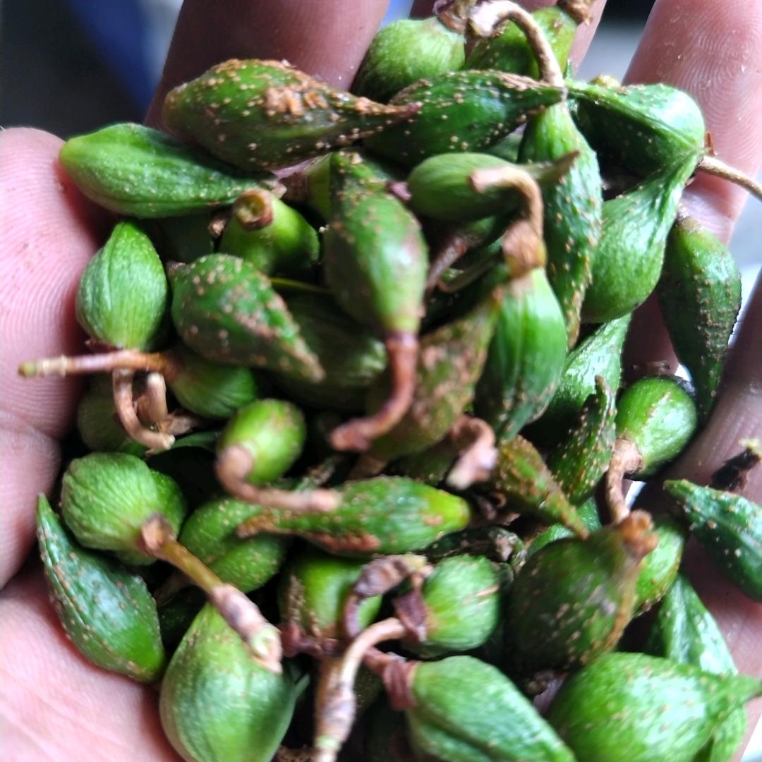 山西中药材小王子