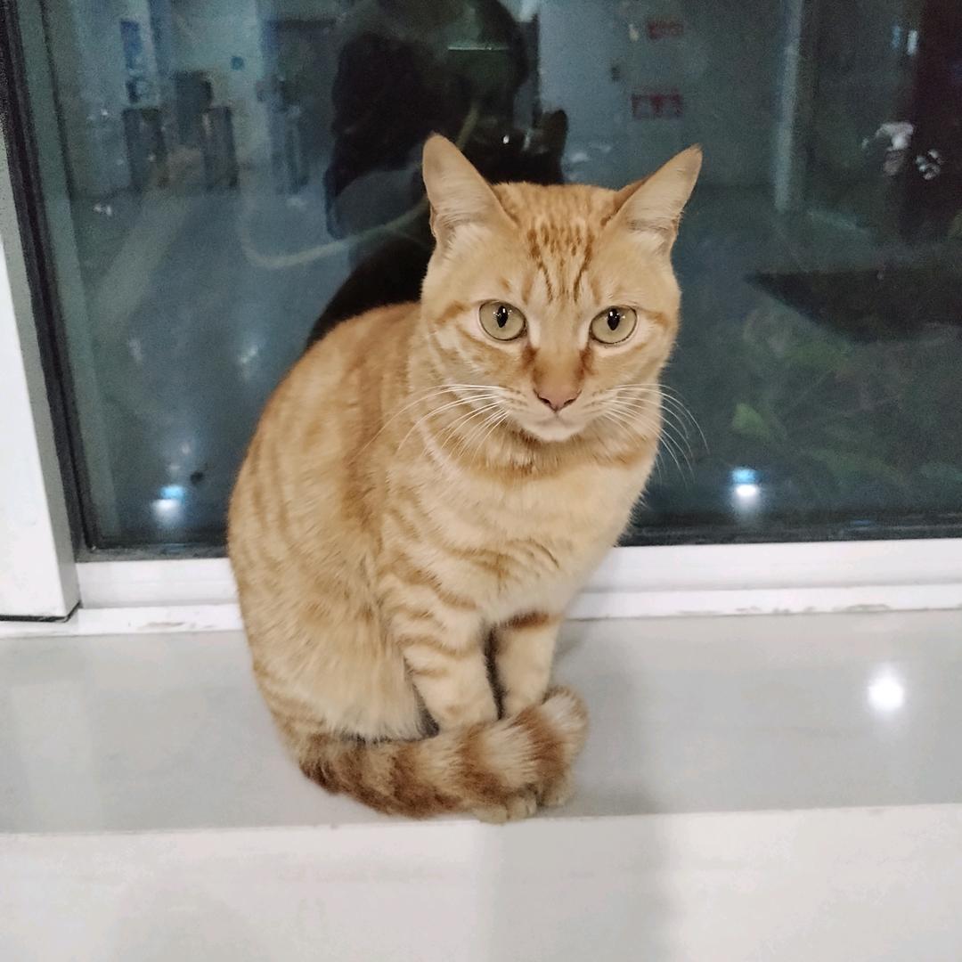 蔡蔡子减肥(已瘦30斤)