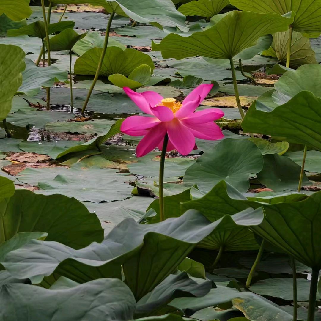 锦瑟玲珑