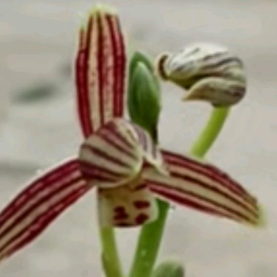 小小花花🌹🌹🌹