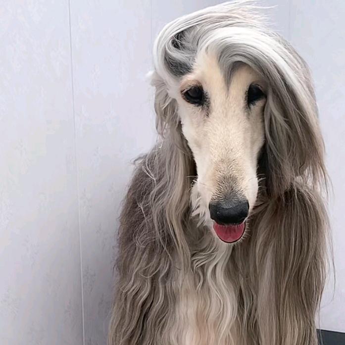 猫小七