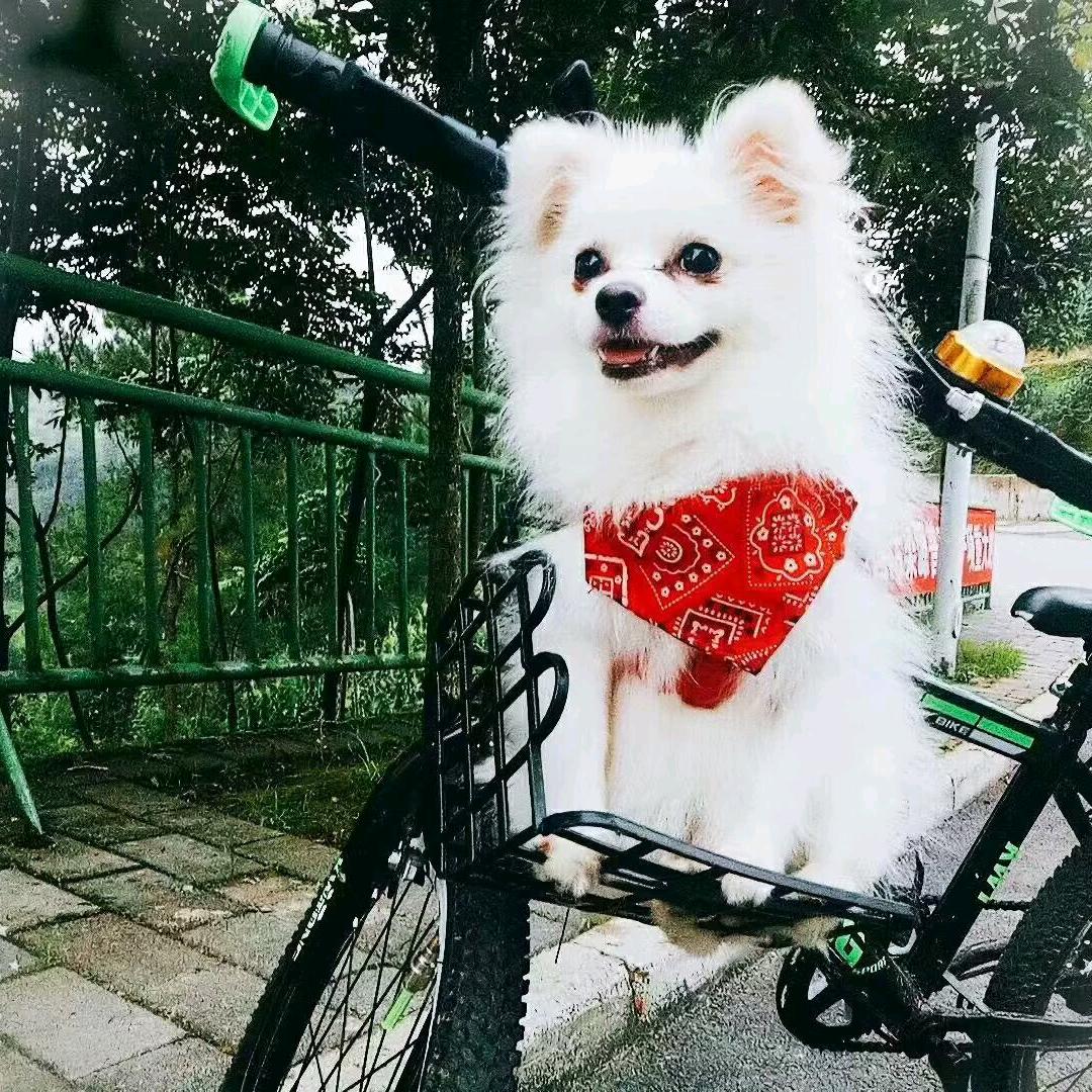 报吃