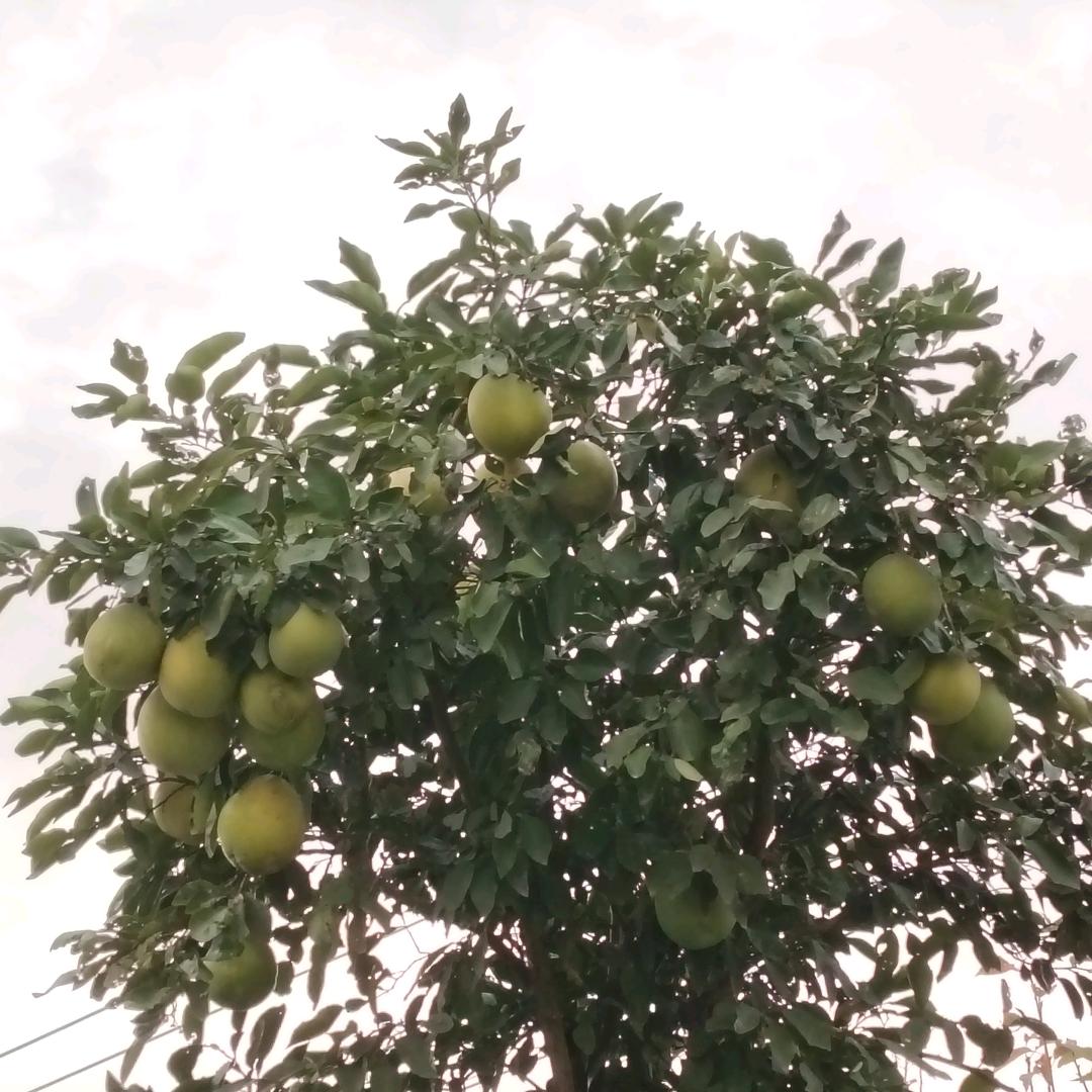 伊
