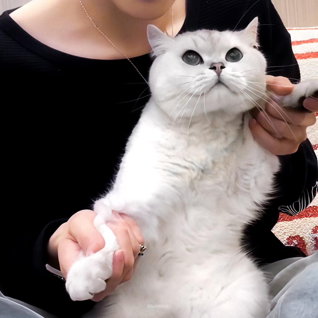 亚ᕑᗢᓫ