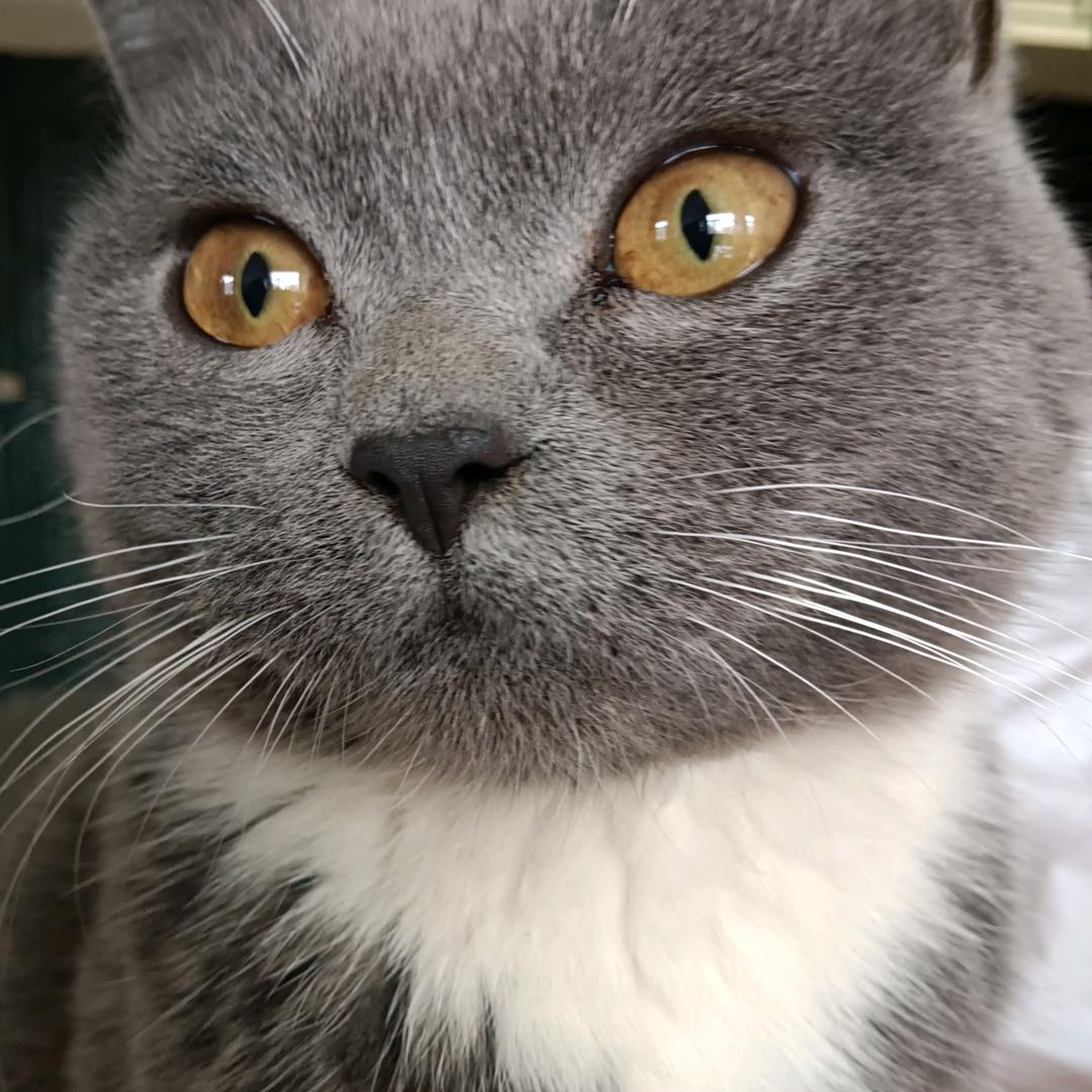 猫，猫咪