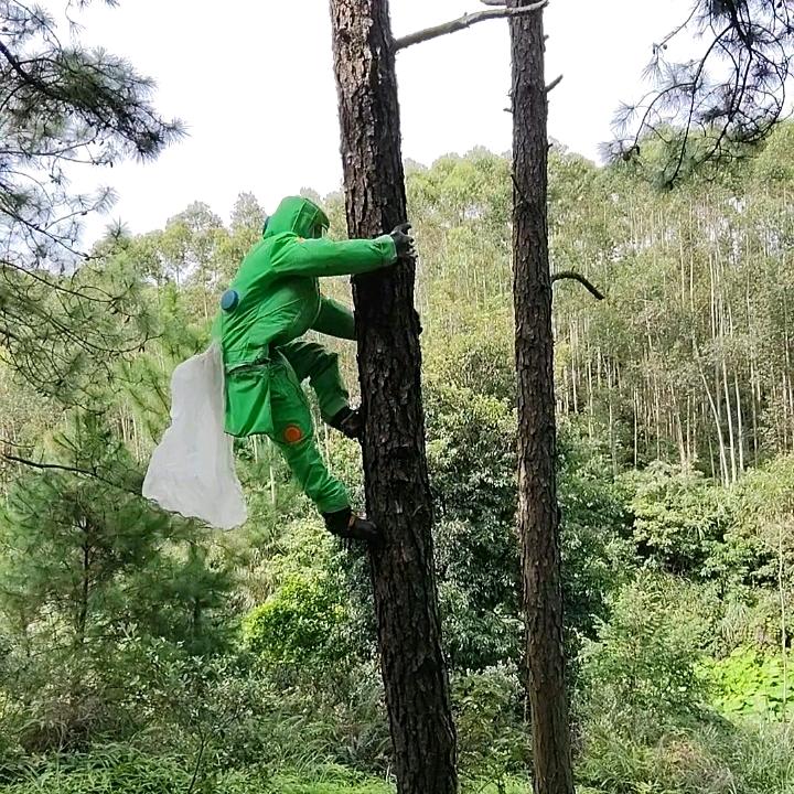 户外搞蜂，小黑
