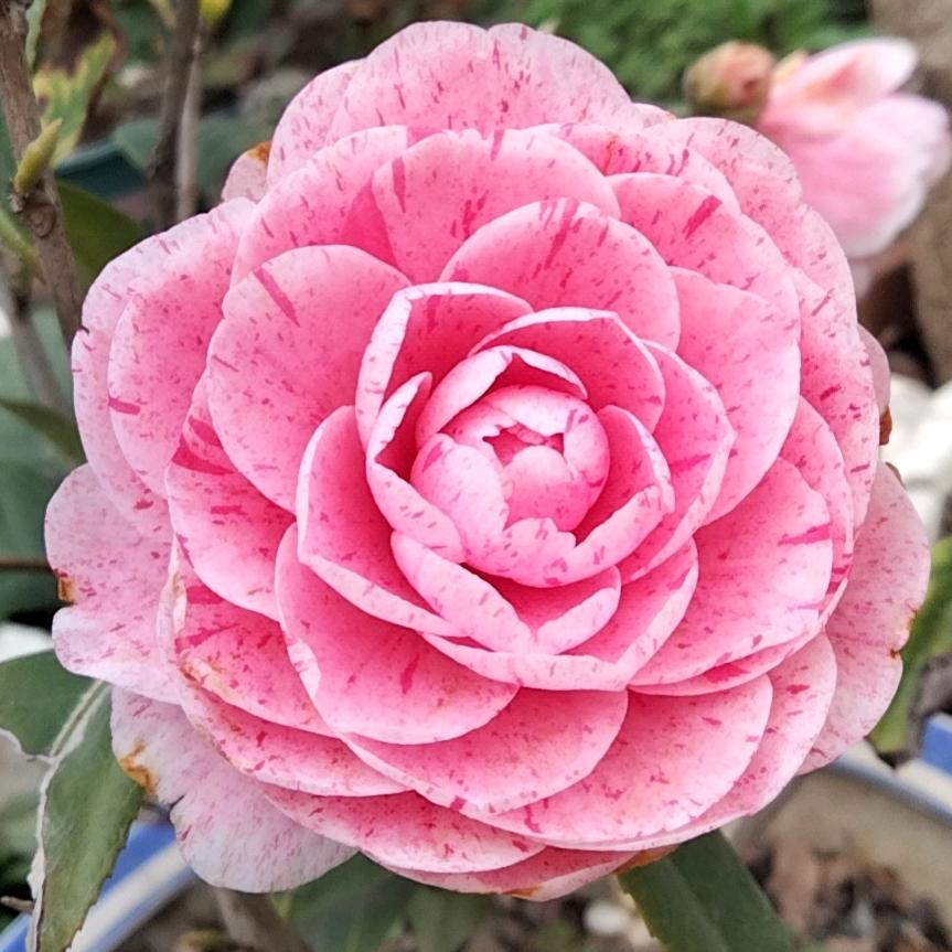 💕余生随心💕