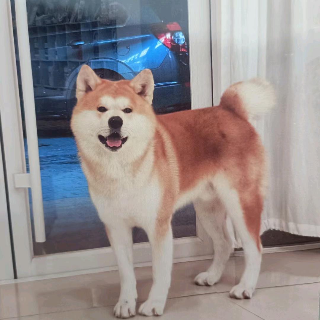 大壮是只秋田犬