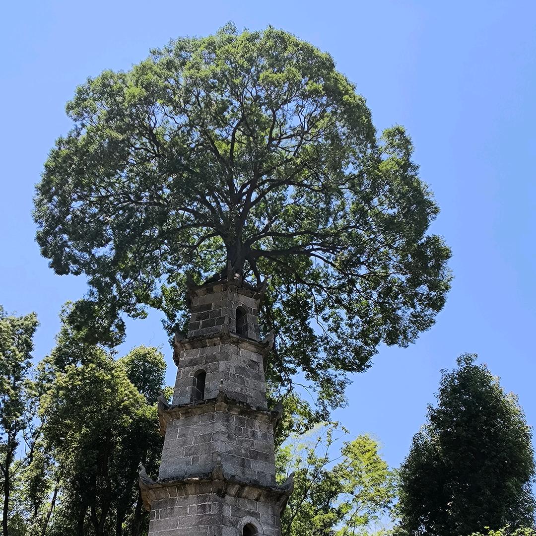 东锅啊