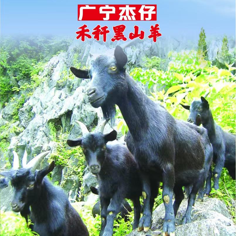 广宁杰仔本地禾杆黑山羊