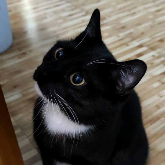 炽天使