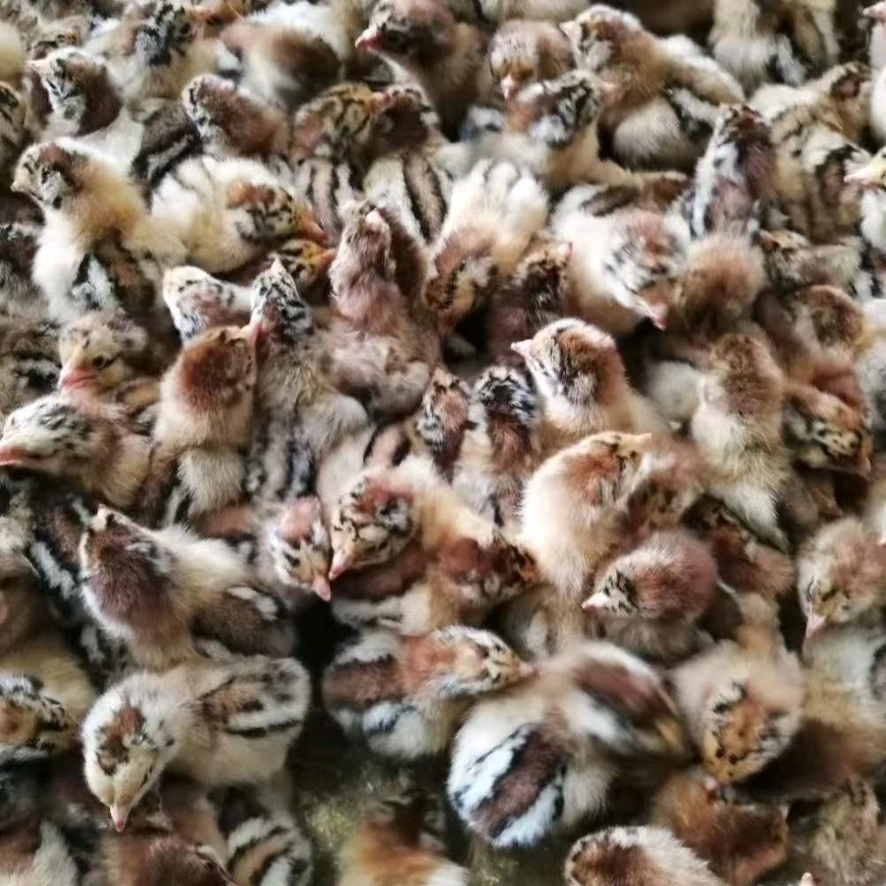 萌钒商贸工厂店