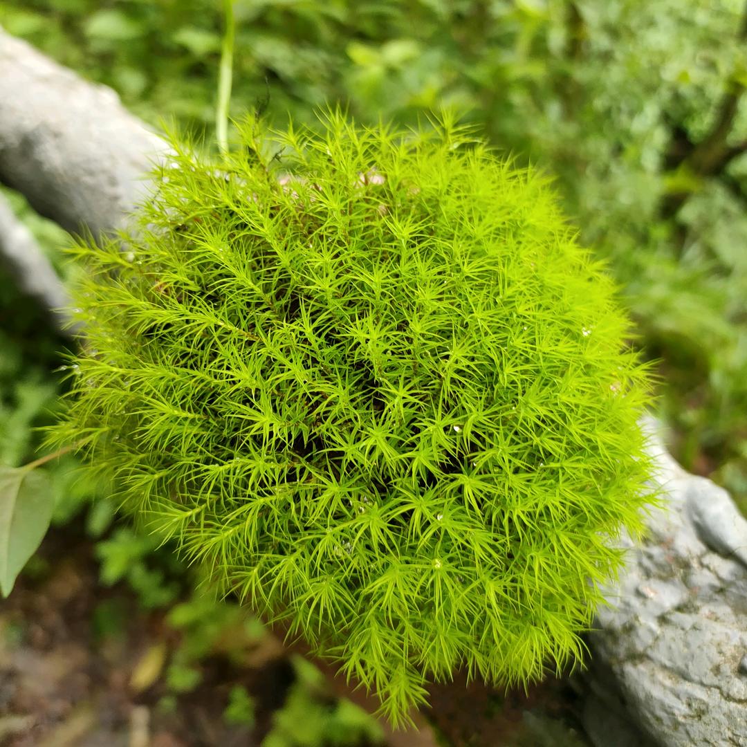 风弦拾光