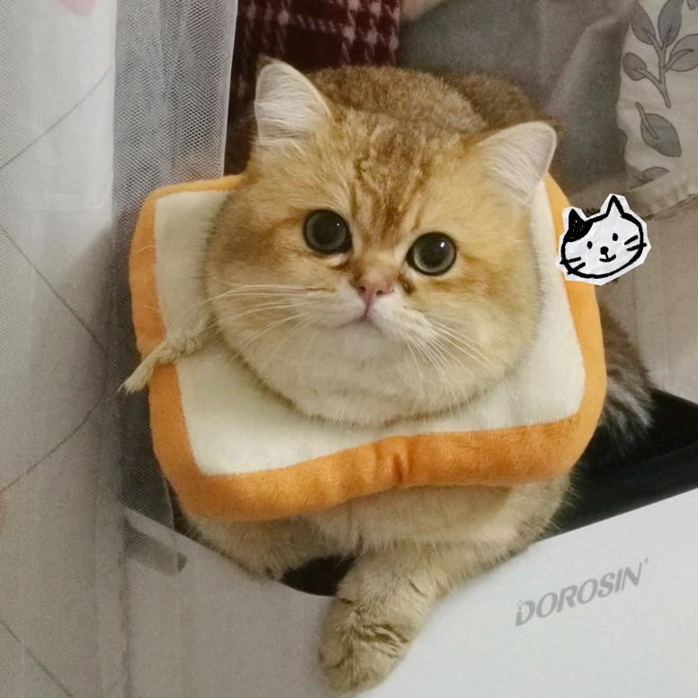 多宝是只贪吃猫