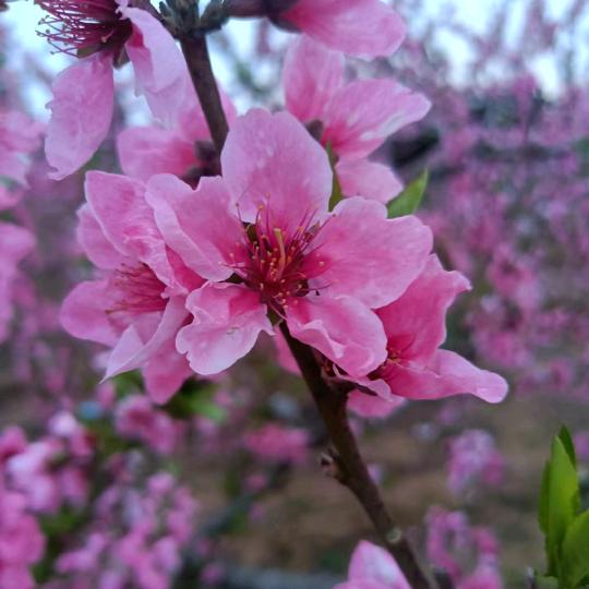 小苹果（正能量）